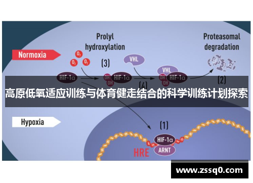 高原低氧适应训练与体育健走结合的科学训练计划探索
